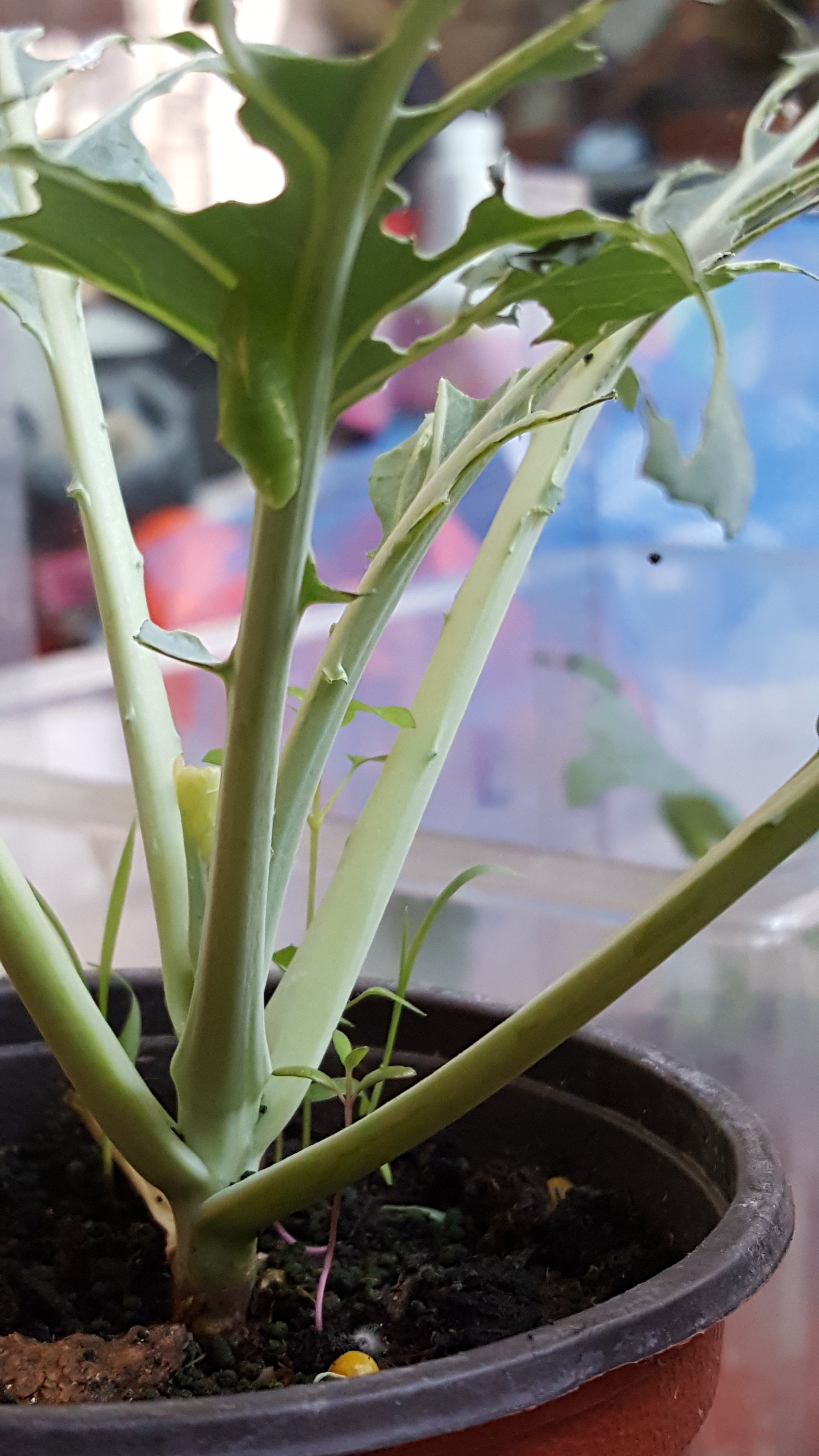 20160507_080851.jpg