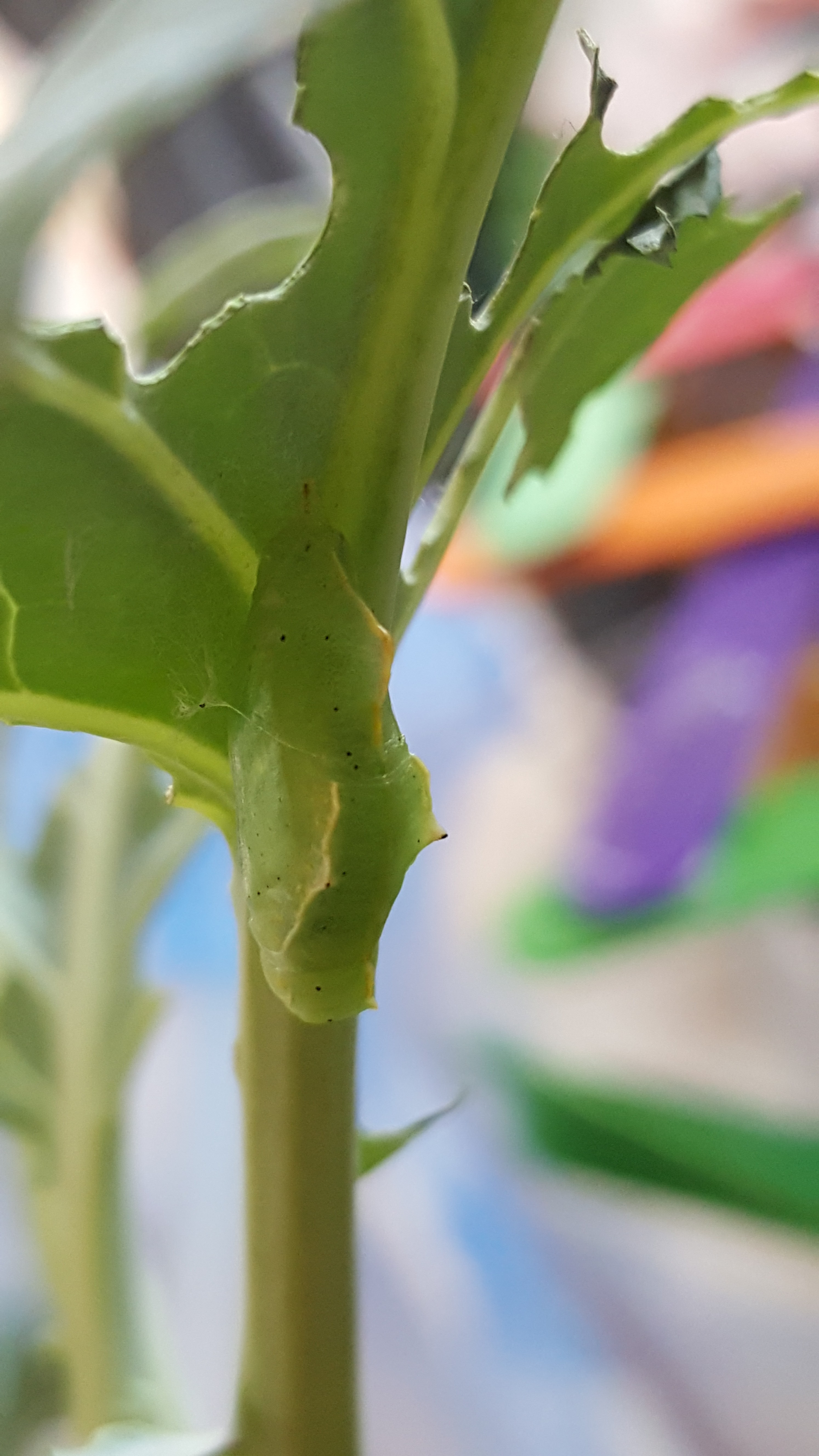 20160507_081107_009.jpg